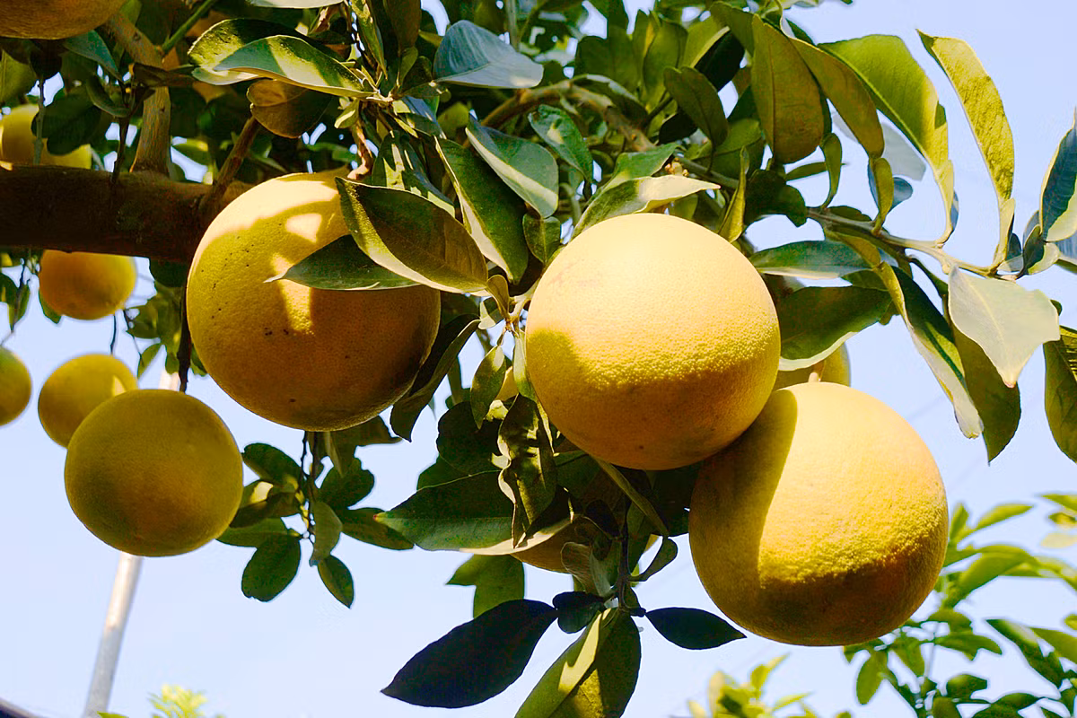 Việc tìm thợ sửa kiểng giỏi cũng khó, cần đặt trước và trả công cao cũng là yếu tố tác động đến giá bán cây bưởi nói trên.