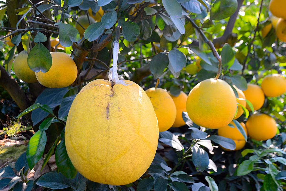 Anh Mạnh cho biết, quả bòng này có giá tới 400.000 đồng.