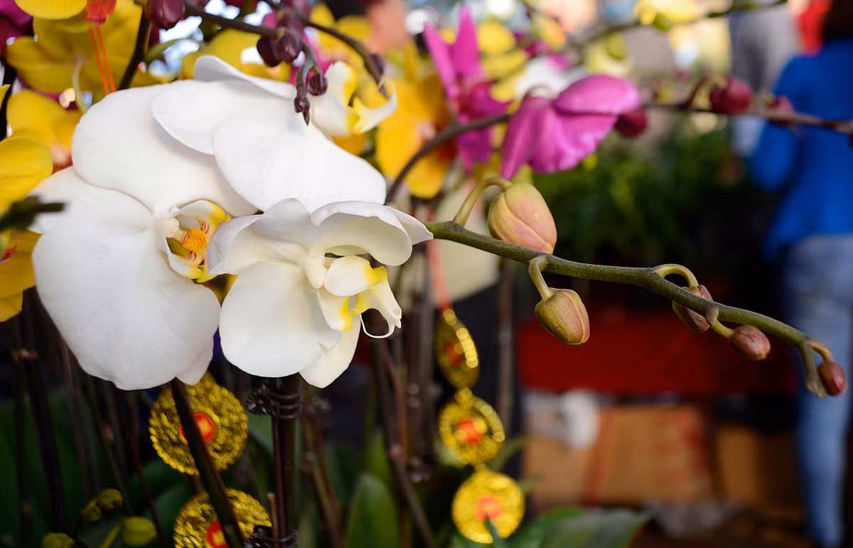 Đa phần những chậu lan đều đã được khách hàng đặt trước...