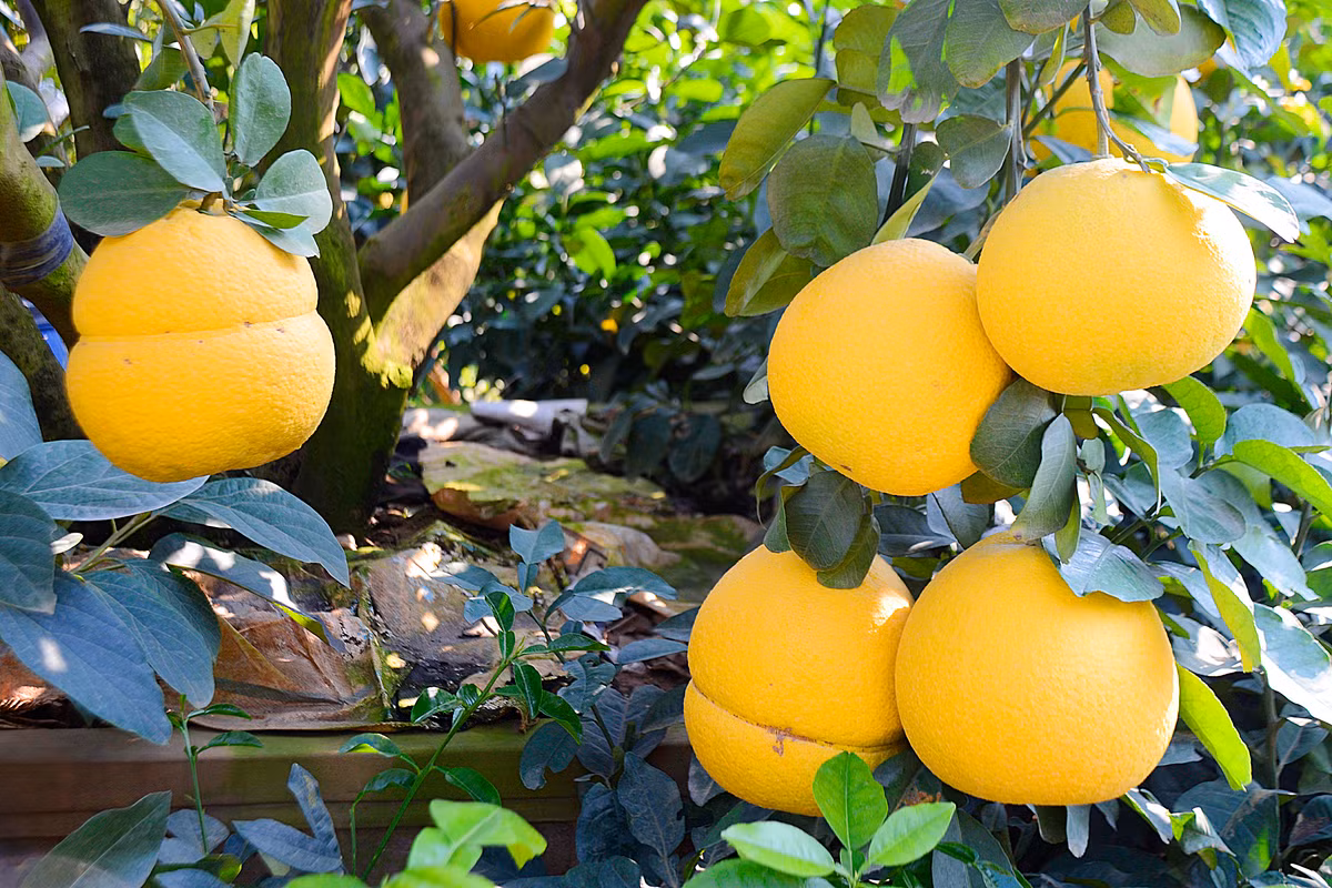 Trong đó có hai quả bưởi được anh tạo dáng hồ lô và một quả bòng cỡ lớn.