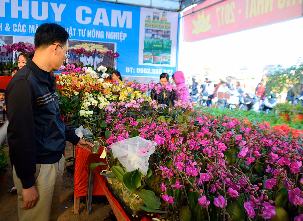 Ghi nhân của Kiến Thức, tại làng hoa xã Xuân Quan, Văn Giang, Hưng Yên, các chậu lan hồ điệp đang được bày bán rất nhiều với giá cao nhưng vẫn thu hút được sự quan tâm của khá nhiều khách “sộp”.