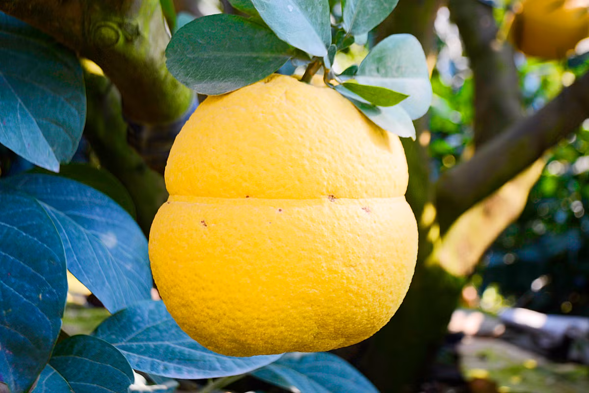 Quả bưởi vàng, da căng bóng, tỏa hương thơm dịu đặc trưng của bưởi Diễn