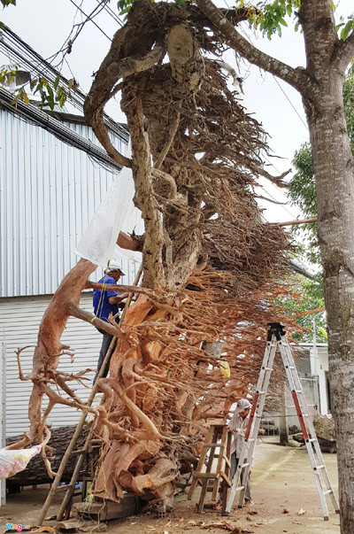 "Tổng chi phí mua và thuê người đào, cẩu về đến nhà là trên 200 triệu đồng", ông Mai Kiên nói.