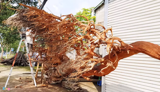 Ông Kiên đang cho người bóc vỏ cây mù u được đặt trên vỉa hè đường Tôn Đức Thắng, TP Sóc Trăng.