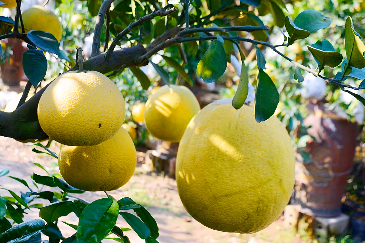 Còn việc chăm sóc cũng đòi hỏi sự kỳ công, bởi khi ghép quả, người trồng cần phải che đậy cẩn thận để quả có màu sắc đẹp.