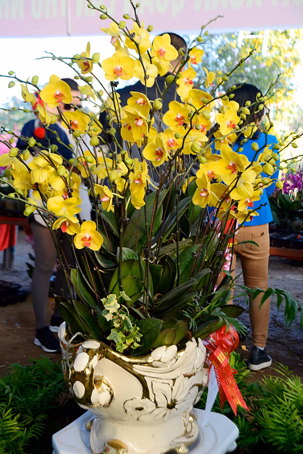 Cận cảnh chậu lan hồ điệp màu vàng tuyệt đẹp.