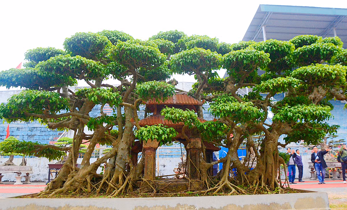 Nổi tiếng là người có bàn tay tài hoa, làm ra những cây cảnh tuyệt tác luôn được đánh giá cao, nhiều cây có giá hàng tỷ đồng, thế nhưng cây mà ông Nguyễn Văn Ngọ ở Thạch Thất (Hà Nội) tâm đắc và dành nhiều thời gian nhất là cây sanh “Phố cổ Hà Nội”.