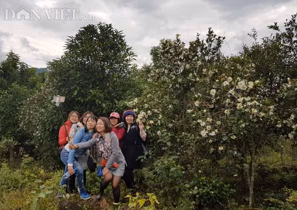 Đây đang là địa điểm chụp ảnh của rất nhiều các bạn trẻ. Nhiều người phượt hàng trăm cây số lên đây chỉ để một lần tận mắt ngắm hoa sở.