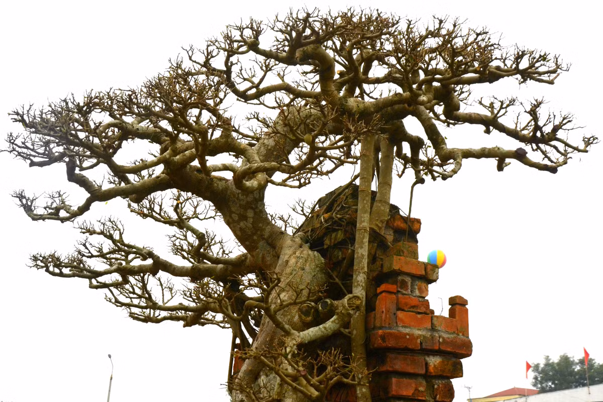 Cây dáng làng có một thân chính duy nhất, có sự tách biệt giữa rễ và tay tán. Thân cây không cố định vào cổng làng, dùng rễ để ôm trọn thành vách Những điểm lồi lõm và sù sì của rễ tạo nên sự già cỗi, nhưng không hề đơn điệu.