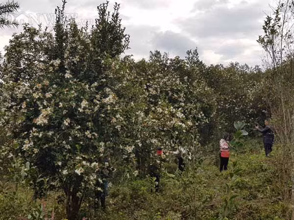 Những chàng trai, cô gái tản ra lang thang ngắm và chụp ảnh trong rừng sở.