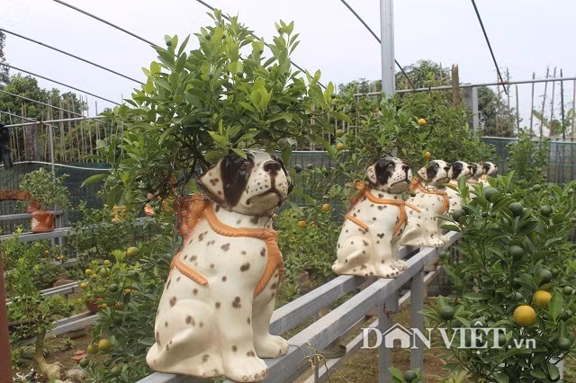  5. Quất bon sai trồng trong chậu sành hình chó Quất bon sai trồng trong chậu sành hình chó vô cùng độc đáo và ngộ nghĩnh đang được rất nhiều người tìm đến các vườn quất cảnh để đặt trước. Ảnh: Dân Việt. 