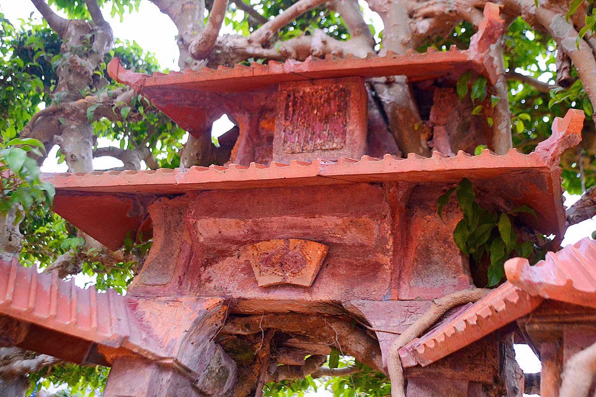 Theo ông Ngọ, cái đẹp của tác phẩm này nằm ở chỗ ý tưởng và sự cầu kỳ uốn nắn các rễ, cành cây mọc xuyên qua kẽ, tường của ngôi nhà...