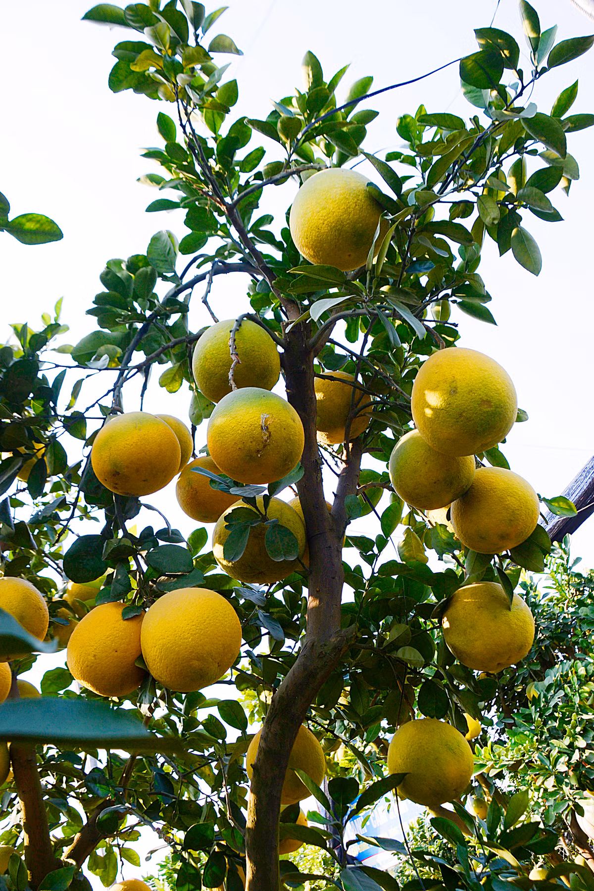 Theo anh Mạnh, cây bưởi cảnh này là bưởi Diễn - giống bưởi ngon nổi tiếng ở đất Bắc.