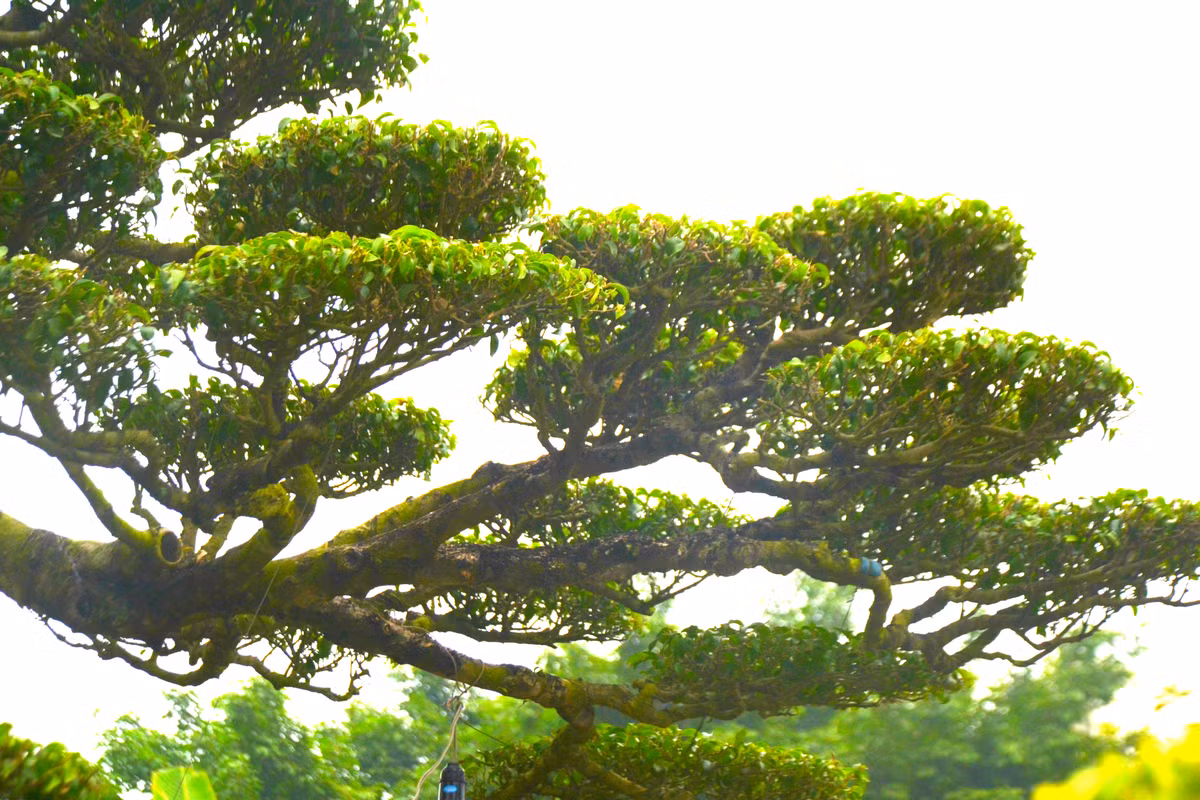 Ngọn uốn tàn to như bông sen rồi bẻ cúp xuống làm đầu rồng quay trở lại.