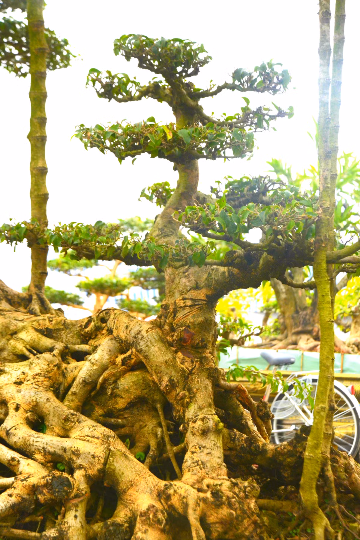 Để có được một tác phẩm cây cảnh nghệ thuật hài hòa, tự nhiên và độc đáo như thế này, chủ nhân của cây cảnh quý đã phải dày công chăm sóc rất tỉ mỉ và cẩn thận. Hàng ngày, nó được tỉa cành lá để đảm bảo những lá hư bị sâu ăn không làm ảnh hưởng đến những phần còn lại.