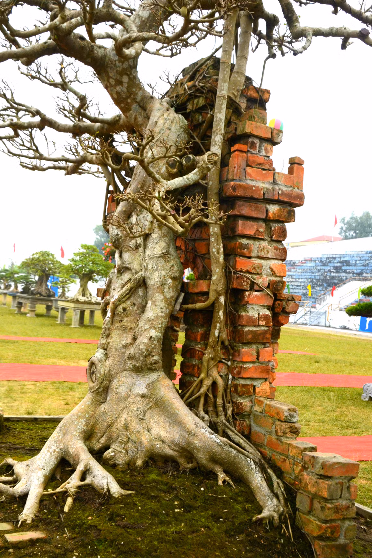 Ông chủ cây sanh cổ cho hay, cây dáng làng chỉ là một biến thể của cây dáng trực (đa số thấy nó ở thế trực).