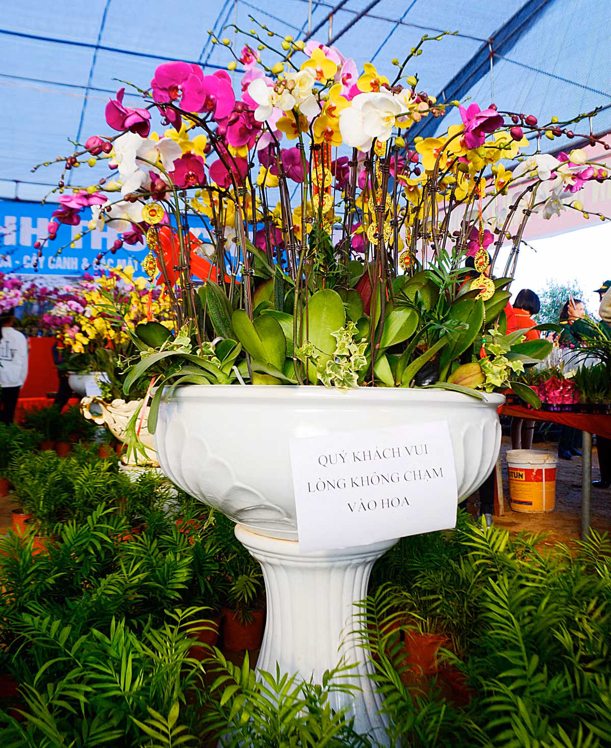 Ngoài ra, có một số loại chậu lan nhỏ hơn có giá dao động từ 17 - 20 triệu đồng/chậu