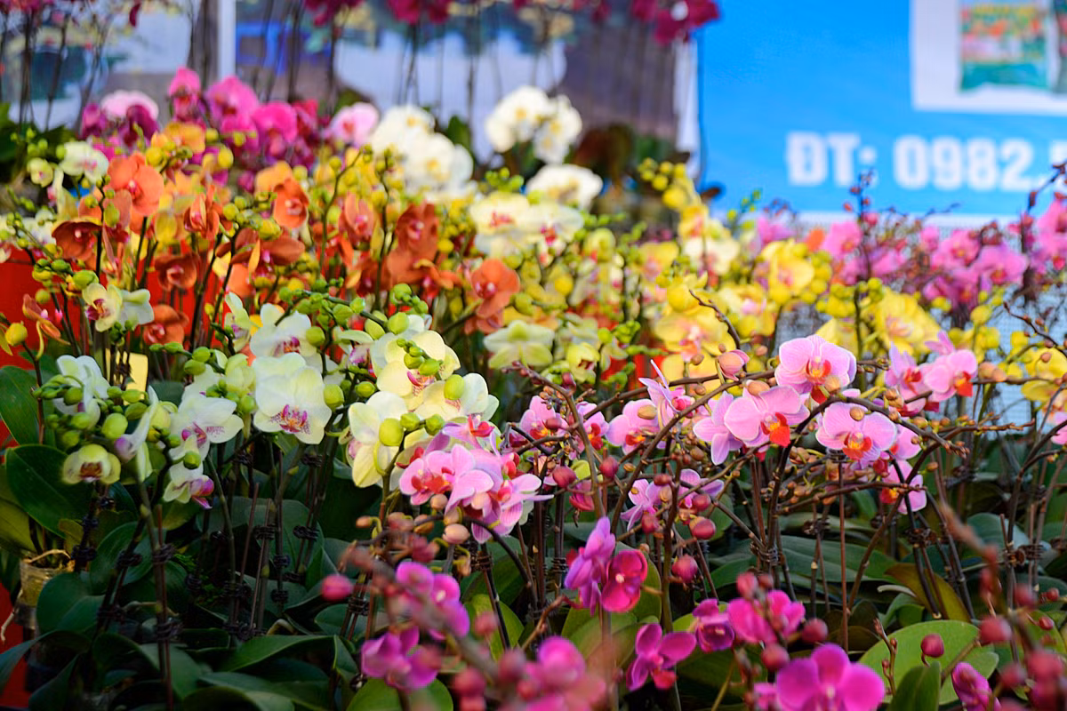 Lan hồ điệp có bông to, cánh dày, màu sắc hoàn hảo toát lên vẻ sang trọng nên rất được lòng các đại gia.