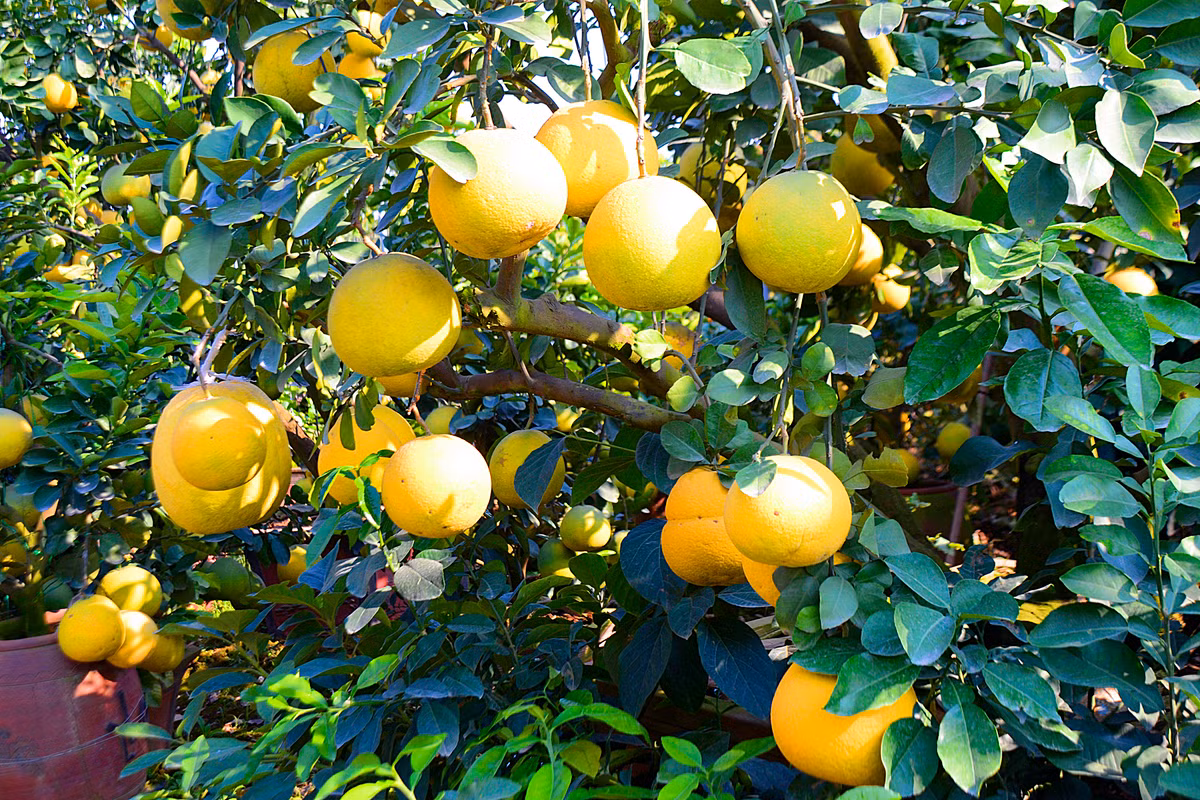 Cây bưởi cao khoảng 3.1 m, tán rộng khoảng 3m.