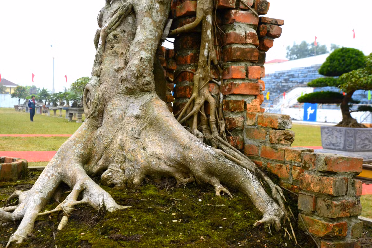 Hình ảnh ấy thật thuần Việt, gợi lên trong tâm thức mỗi người xem nỗi nhớ nhung, hoài cảm.