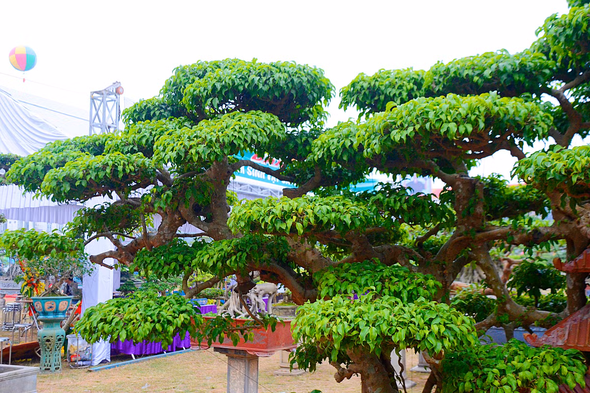 Hiện, siêu cây cảnh của ông Ngọ có người trả gần 2 tỷ đồng nhưng ông chưa bán.