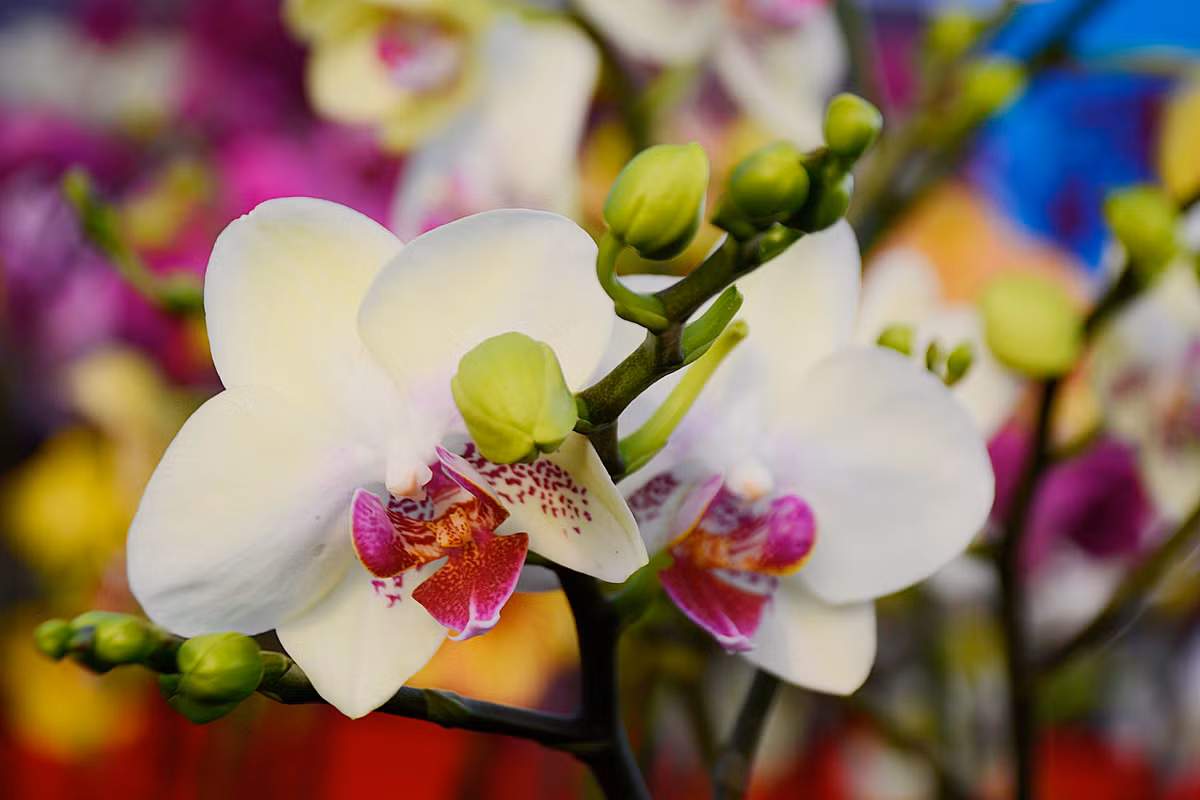 ... và chờ tới ngày cận Tết mới chuyển về.