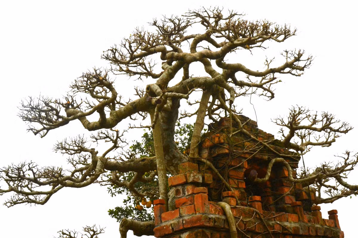 Cận cảnh hình ảnh cổng làng được bao quanh bởi những rễ cây gân guốc, khỏe khoắn.