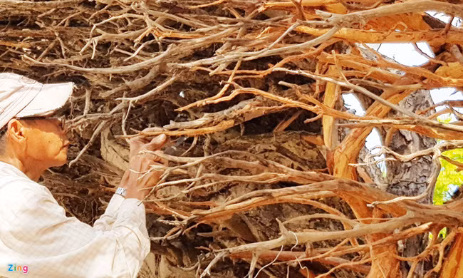 Người thợ tỉ mỉ tách vỏ, không để gãy một nhánh nào dù rất nhỏ.