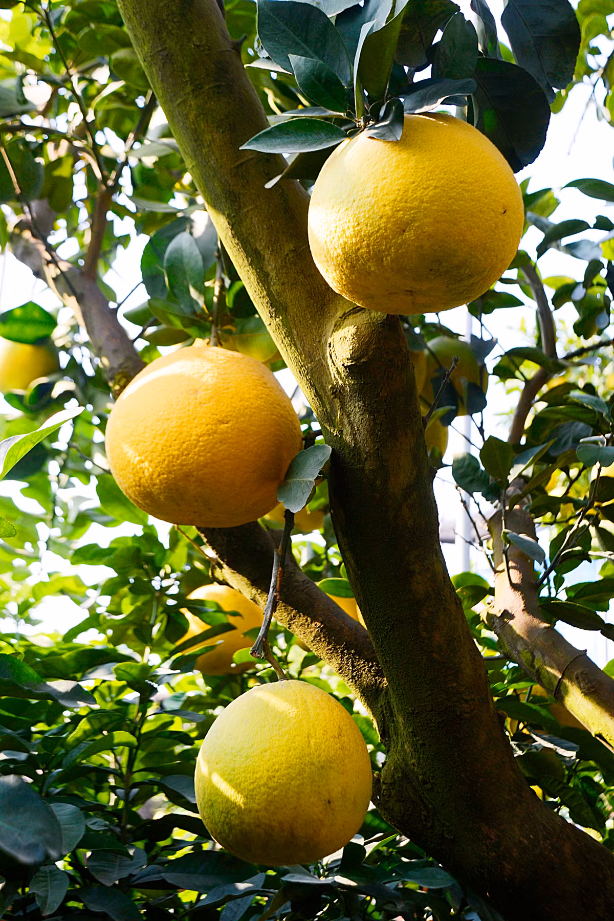 Theo anh Mạnh đây là một cây bưởi có dáng đẹp, không dễ gì thấy trên thị trường.