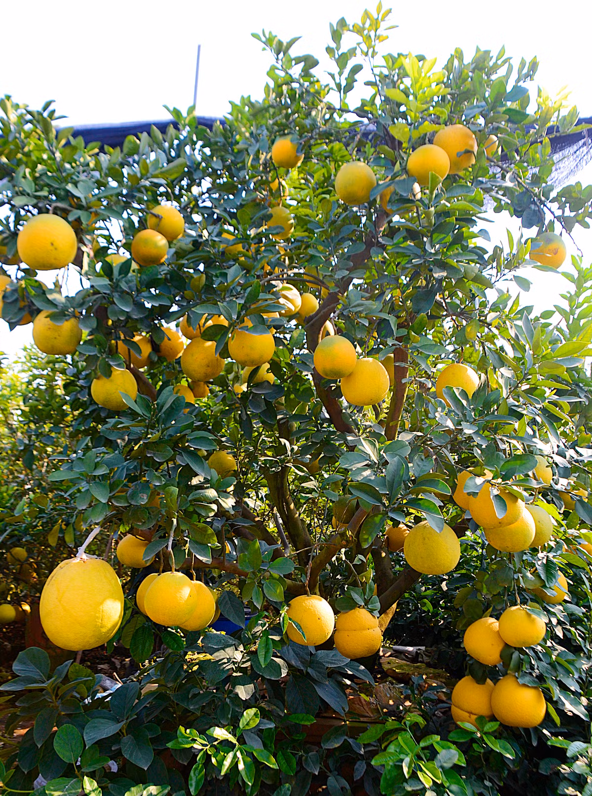 Anh cho biết trước kia, anh phải mất khá nhiều thời gian đi săn phôi cây bưởi ở vùng đất Diễn nổi tiếng.