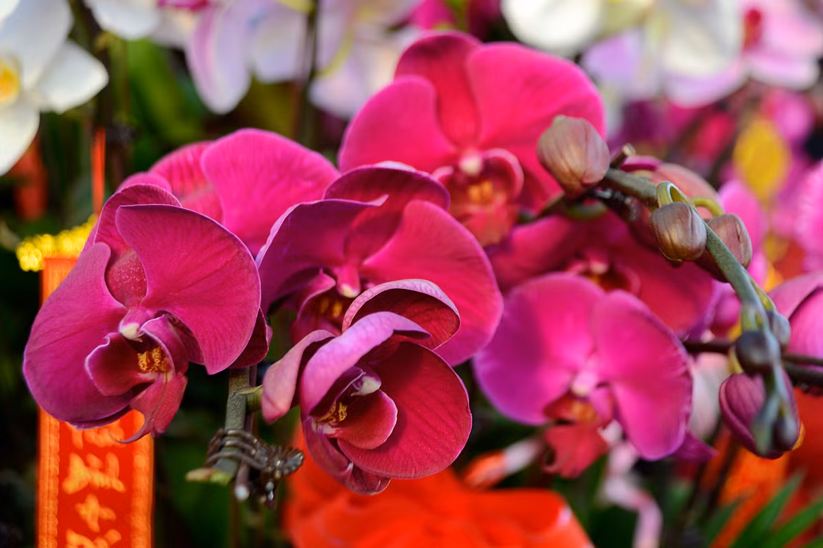 Đối với những chậu lan này sẽ được mix từ 3 màu gồm: hồng đậm, hồng nhạt và trắng.