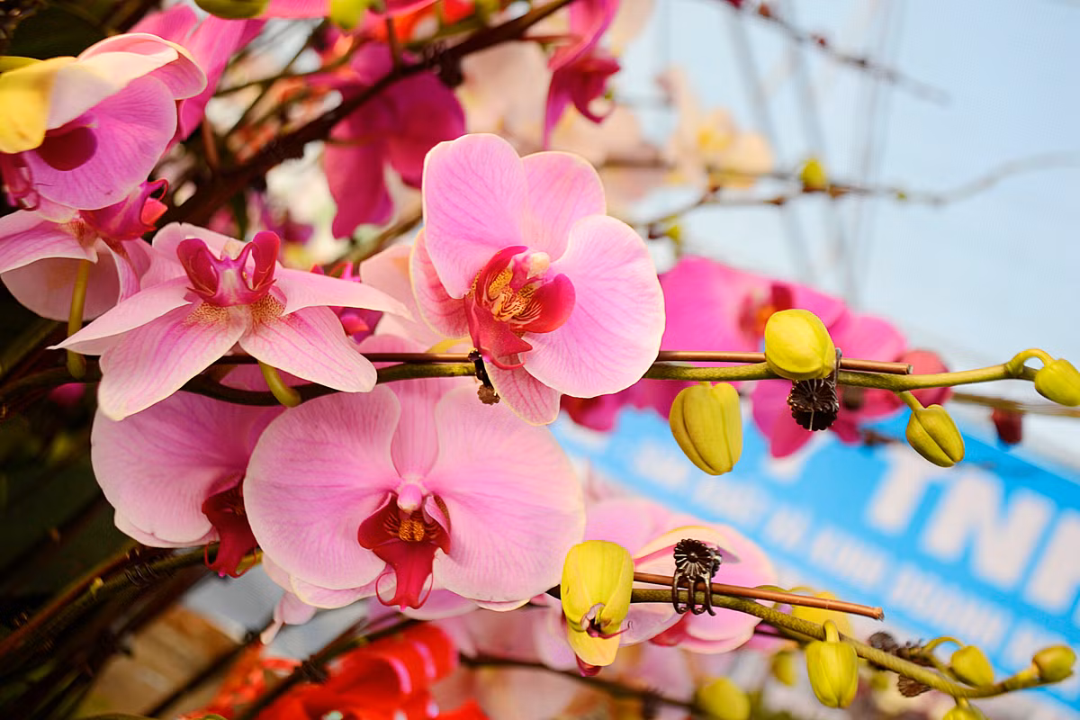 Tại đây, bày bán không ít những chậu lan hồ điệp có giá lên tới 25 - 30 triệu đồng/chậu.