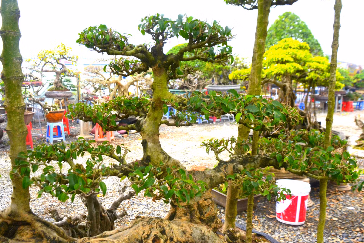 Theo chủ nhân của cây sanh cổ, cây con dưới gốc cây thường gọi là cây tử. Cây con này sẽ giúp phần gốc cây nhìn không bị trống trải, tạo cảm giác ấm áp.