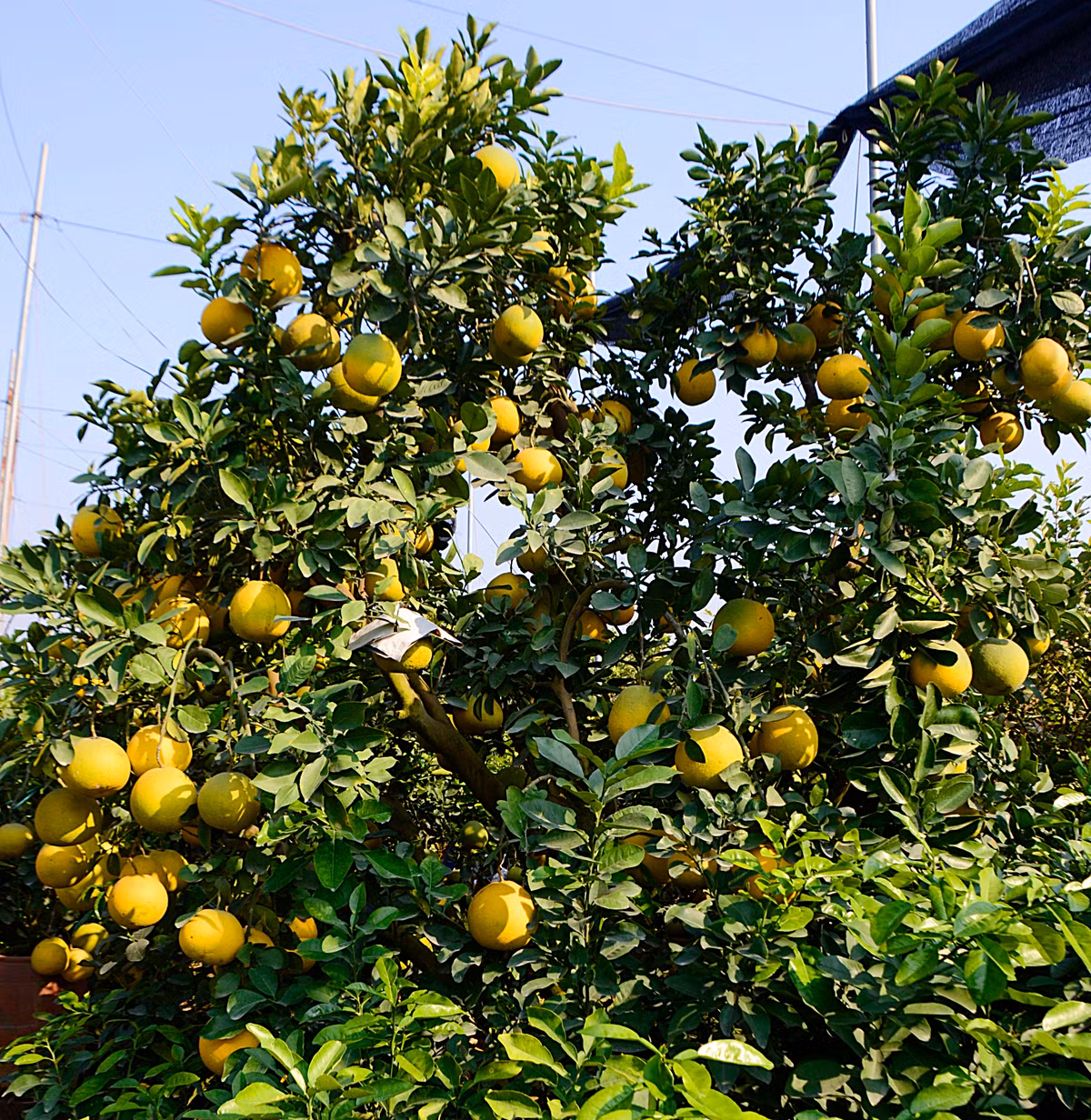 Anh Hoàng Mạnh (Văn Giang, Hưng Yên) là chủ nhà vườn Hoàng Mạnh Nam - một vườn cây cảnh lớn có tiếng tại vùng.