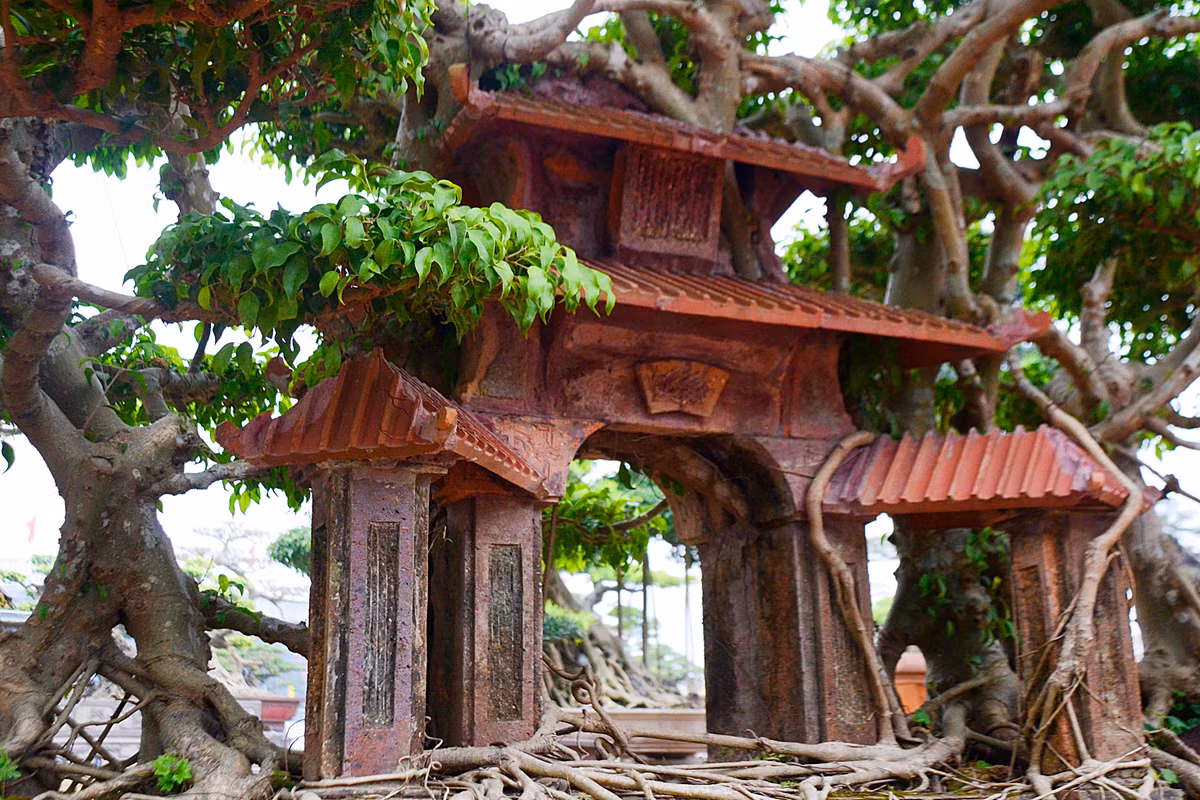 Theo quan sát, cây sanh “Phố cổ Hà Nội” này có khoảng 60 tán, cao khoảng 1,8m, rộng hơn 3m.