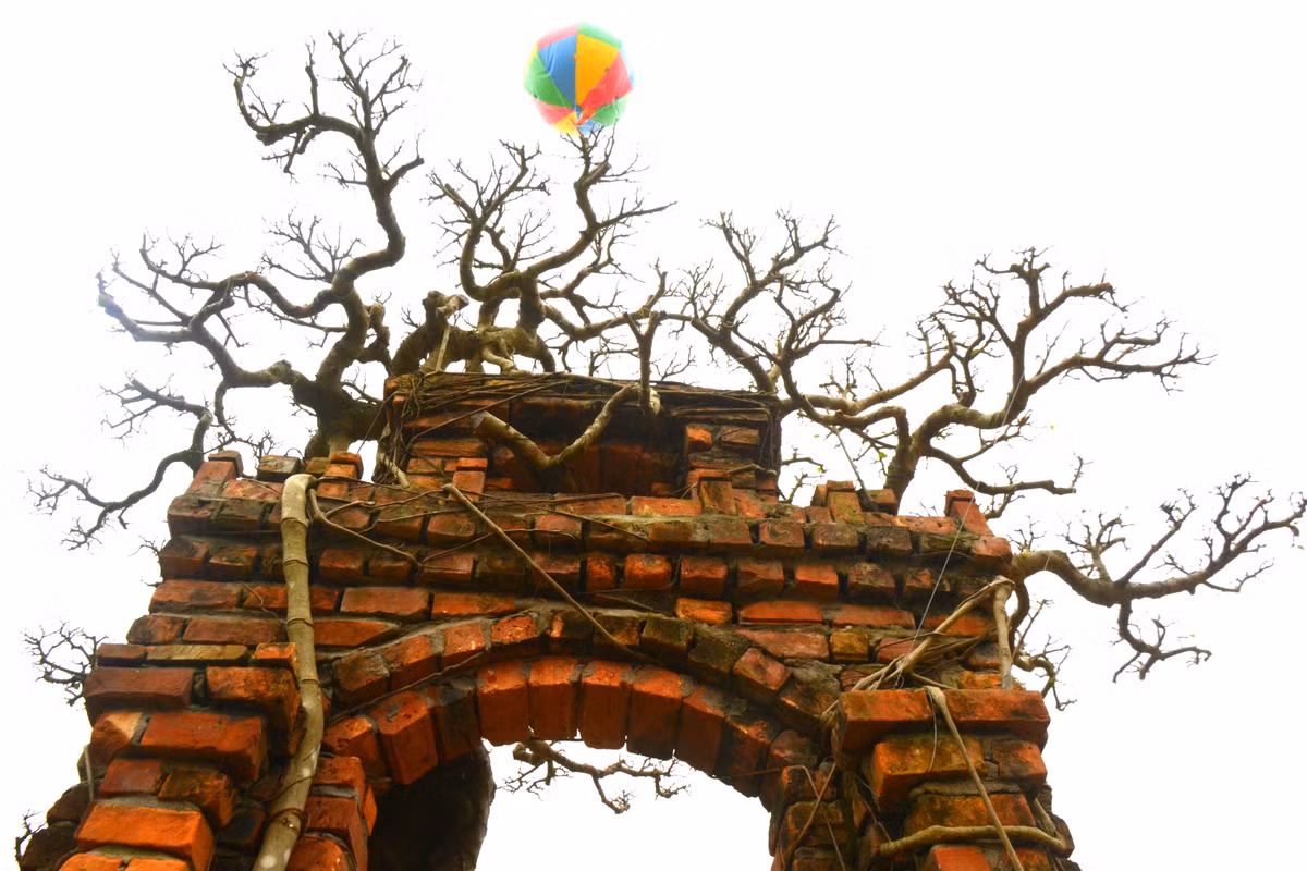 Dáng vẻ tự nhiên của cây gợi sự yên bình cho người thưởng ngoạn.