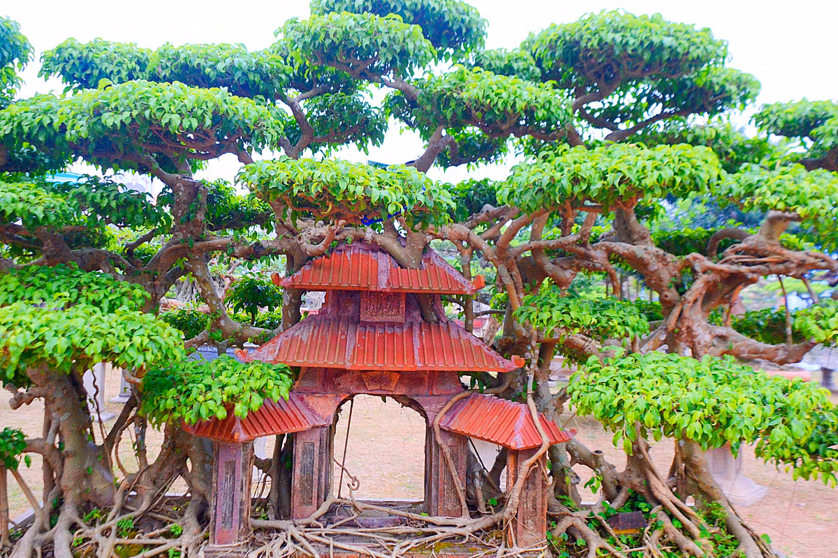 Tác phẩm cây sanh cổ “Phố cổ Hà Nội” được ông Ngọ lấy cảm hứng từ bức tranh về Phố cổ Hà Nội của danh họa Bùi Xuân Phái.