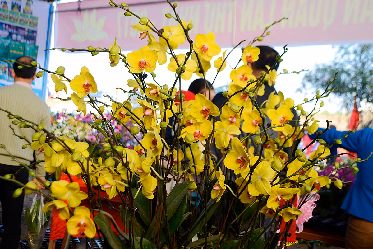 Đây là màu thể hiện sự ấm áp, sung túc...