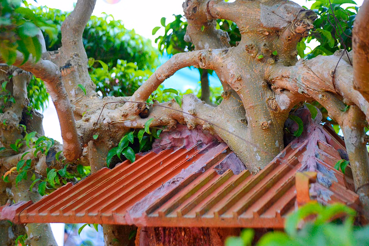 ... giống như một cây sanh khổng lồ đang vươn mình ôm trọn lấy góc phố cổ Hà Nội.