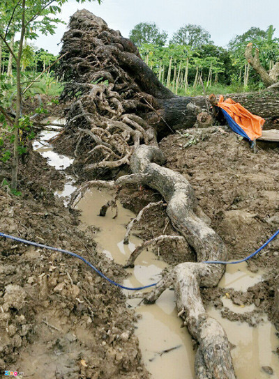 Nhìn bộ rễ cổ thụ vươn ra hai bên khoảng 30 m, ông Kiên nghĩ đến những tác phẩm điêu khắc nên đã hỏi mua cây mù u. Tuy nhiên, lúc đầu chủ nhân không bán.