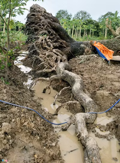 Nhìn bộ rễ cổ thụ vươn ra hai bên khoảng 30 m, ông Kiên nghĩ đến những tác phẩm điêu khắc nên đã hỏi mua cây mù u. Tuy nhiên, lúc đầu chủ nhân không bán.