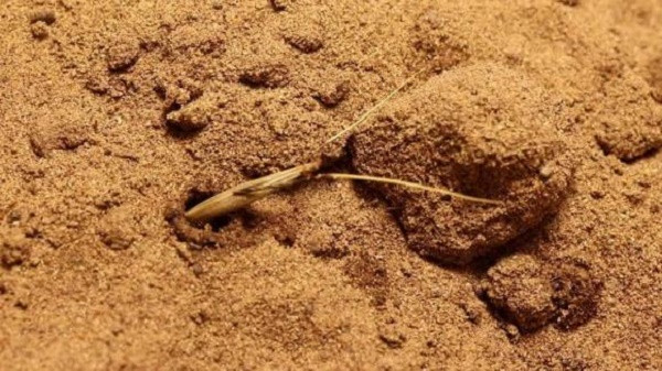 Mot loai cay co the di chuyen tim dat de sinh ton-Hinh-4