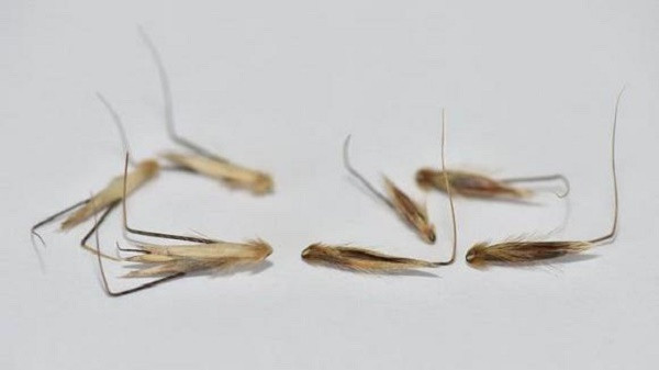 Mot loai cay co the di chuyen tim dat de sinh ton-Hinh-3