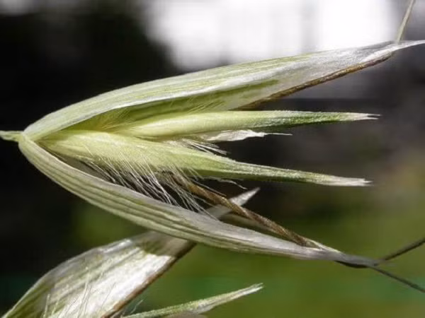 Mot loai cay co the di chuyen tim dat de sinh ton