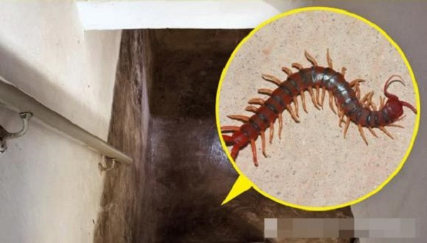 7 loai dong vat nho be bi con nguoi ghet bo nhung huu ich-Hinh-4