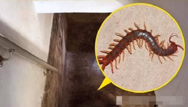 7 loai dong vat nho be bi con nguoi ghet bo nhung huu ich-Hinh-4