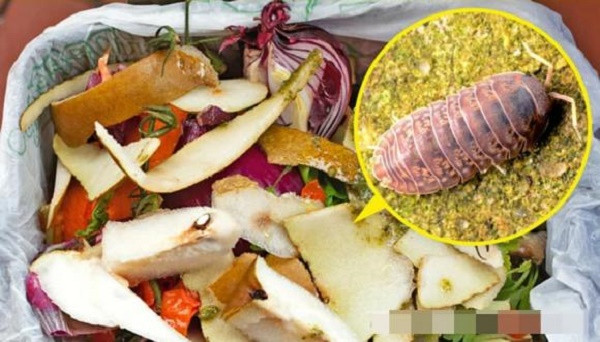 7 loai dong vat nho be bi con nguoi ghet bo nhung huu ich-Hinh-7