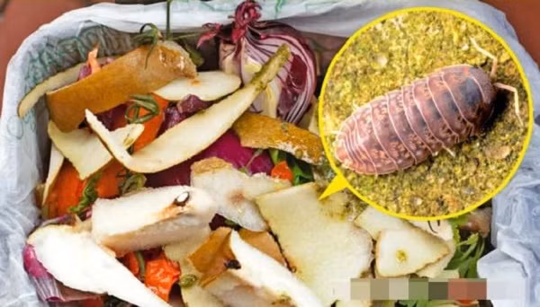 7 loai dong vat nho be bi con nguoi ghet bo nhung huu ich-Hinh-7