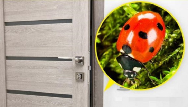 7 loai dong vat nho be bi con nguoi ghet bo nhung huu ich-Hinh-6