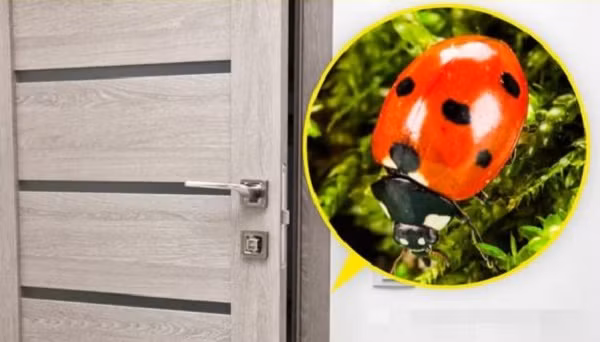 7 loai dong vat nho be bi con nguoi ghet bo nhung huu ich-Hinh-6